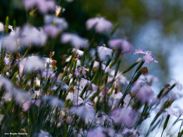 macro_20140618_miniflowers