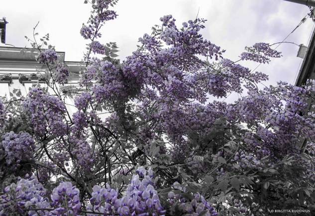 Blåregn - Wisteria sinensis.